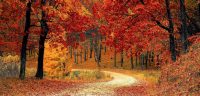 sous-bois-rouge Un chemin dans un sous-bois rouge